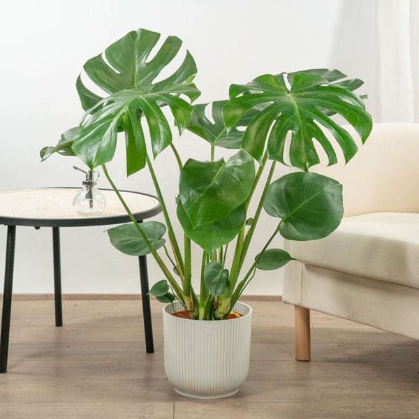 La planta más bonita