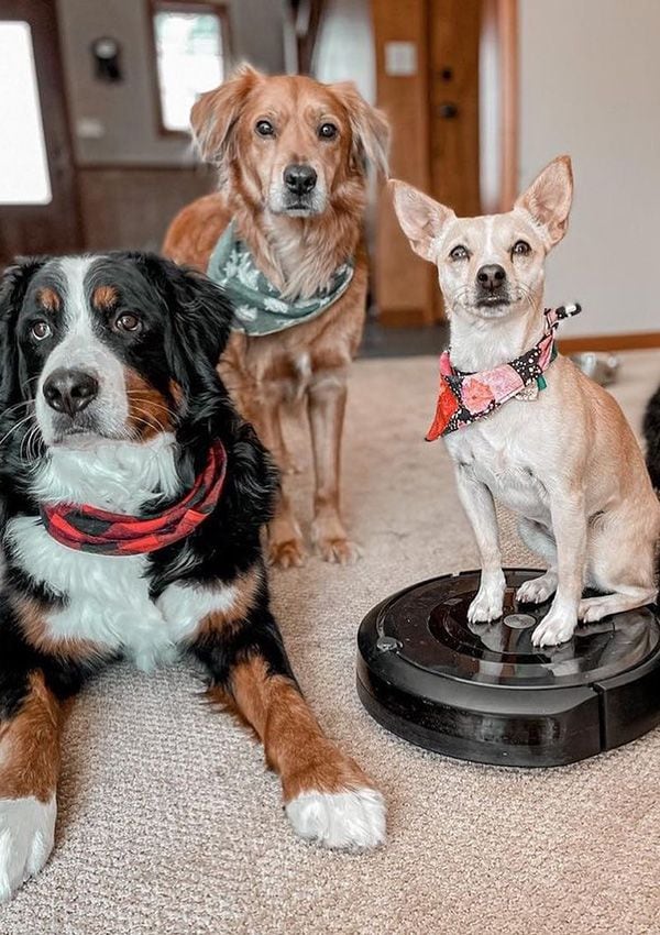 Especial Aspiradora Para Pelos De Perros Gatos Limpiador De Alfombras  Mascotas