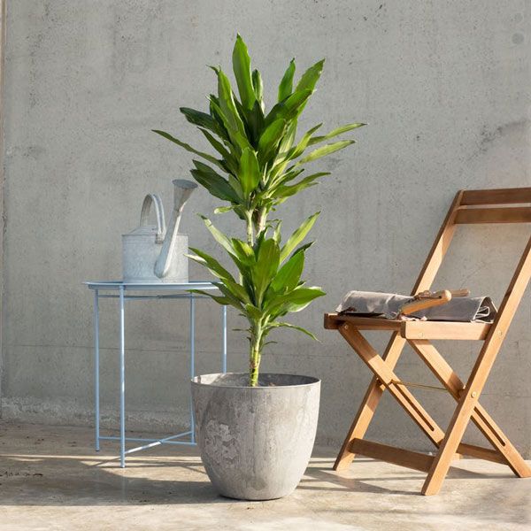 Una planta de exterior
