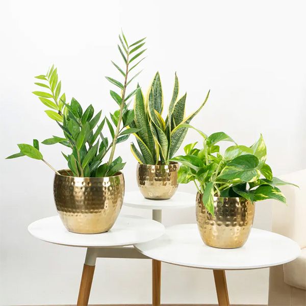 Plantas de interior para casas con poca luz