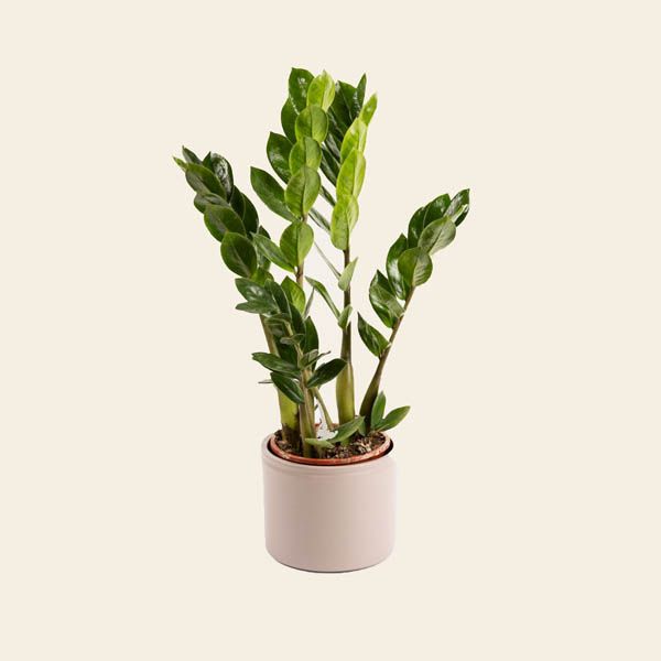 Planta de interior