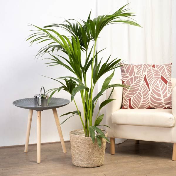 Una palmera para el salón