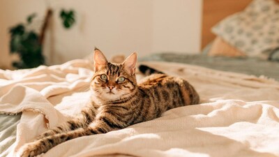 Encuentra aquí las camas para gatos más cómodas y bonitas