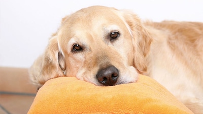 Seleccionamos las mejores camas antiestrés para que tu perro descanse como es debido