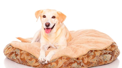 Encuentra aquí las camas más cómodas y prácticas para perros grandes