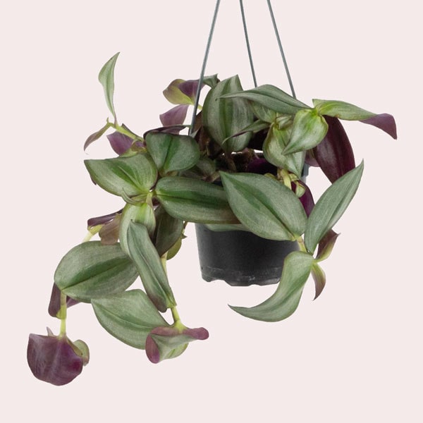 La más fácil de cuidar: Tradescantia Zebrina