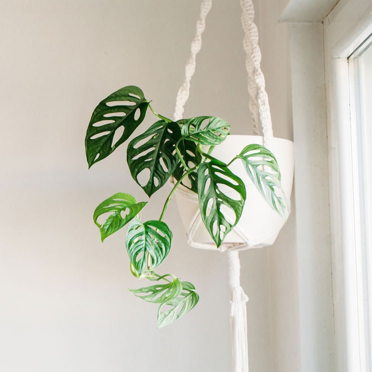 Monstera verde decoración de casa