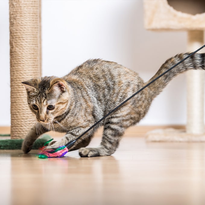 Mejores juguetes para gatos: descubre cómo mantener a tu felino entretenido, activo y feliz