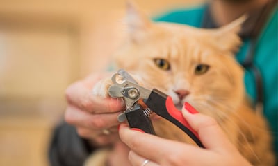 Los mejores cortaúñas para gatos para cuidar las garras de tu felino con seguridad y eficacia