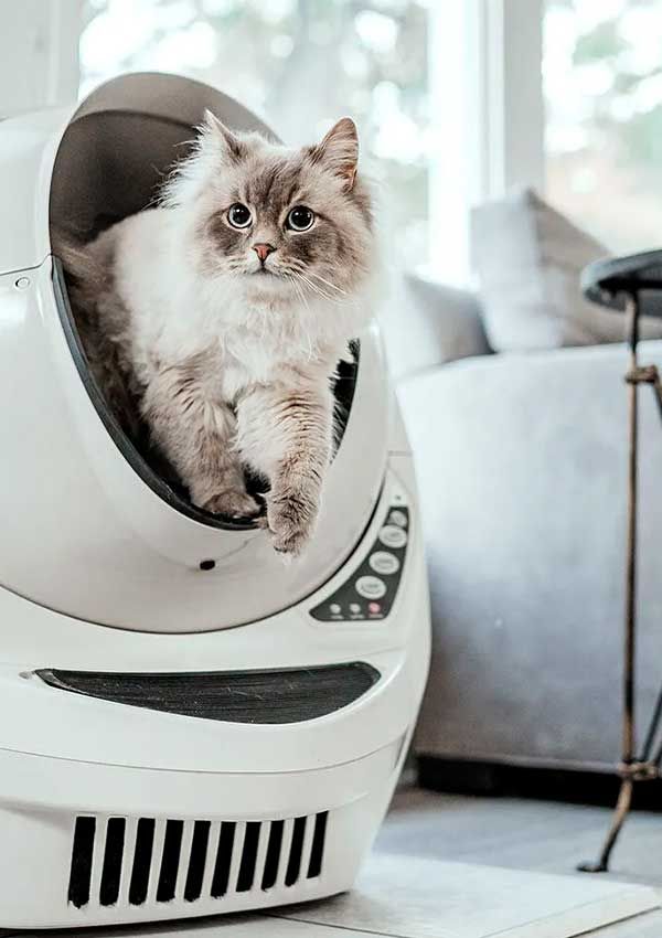 Arenero en forma online de gato