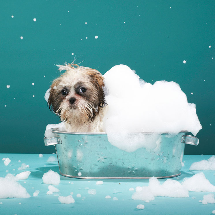 Un perro bañándose 