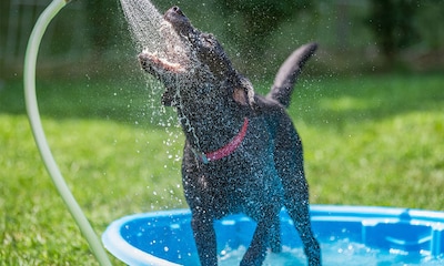Las mejores piscinas hinchables con aspersor para perros: combate el calor a base de diversión