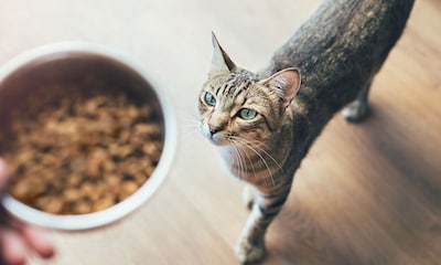 Dale a tu gato lo mejor con estos alimentos 100% orgánicos recomendados por expertos