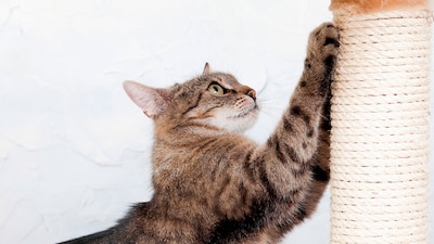Top de rascadores para gatos: mima a tu felino y protege tus muebles