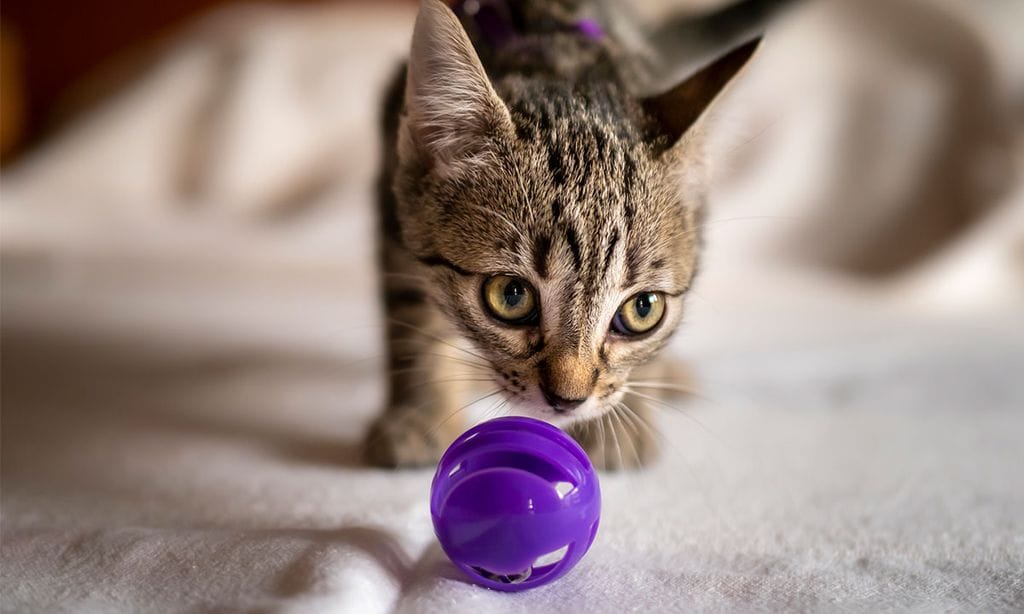 Las mejores pelotas interactivas para gatos: diversión y estímulo garantizados