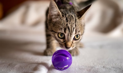 Las mejores pelotas interactivas para gatos: diversión y estímulo garantizados