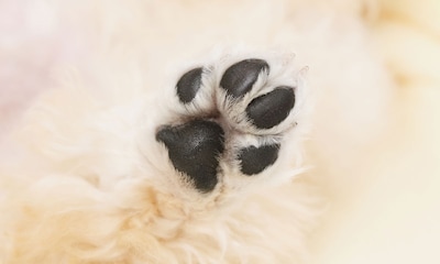 Almohadillas sanas, perro feliz: guía de cuidado para esta delicada parte del cuerpo de tu mascota