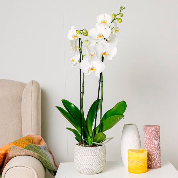Orquídea blanca de Be Green