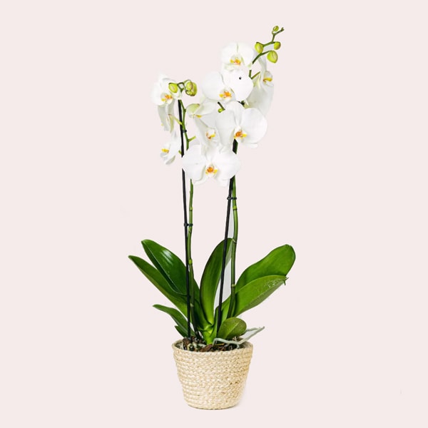 Orquídea blanca