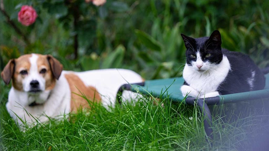 Cuida de tu mascota protegiendo al planeta con estos productos ecológicos y sostenibles