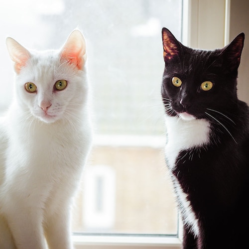 Un gato blanco y uno negro y blanco