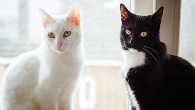Día Internacional del Gato: 9 productos imprescindibles para casas con felinos