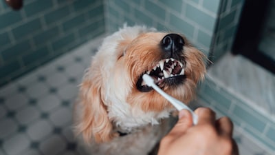Una inversión en salud: te contamos los beneficios de una buena higiene dental en mascotas