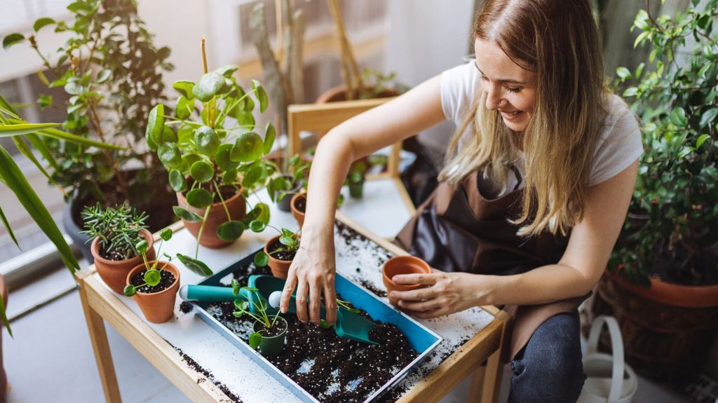 Estos son los mejores germinadores de semillas para cultivar tus propias plantas