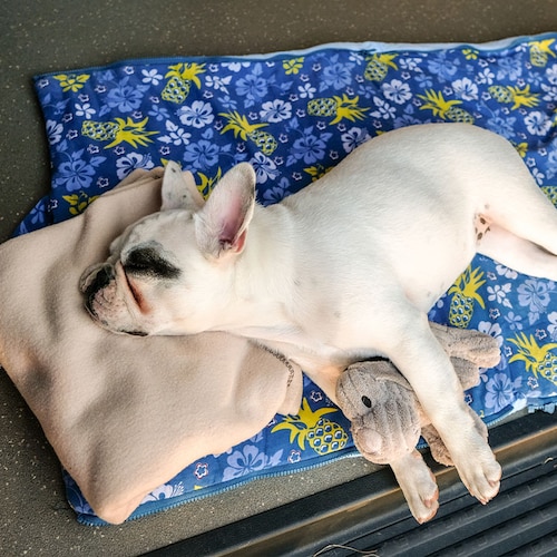 Un perrito durmiendo en una cama portátil