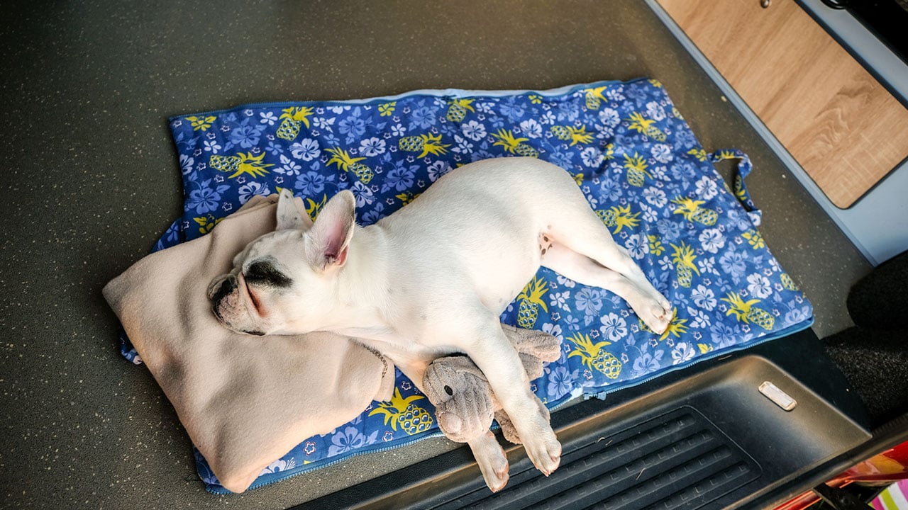 Cómodas y portátiles: estas son las mejores camas de viaje para tu perro