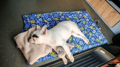 Cómodas y portátiles: estas son las mejores camas de viaje para tu perro