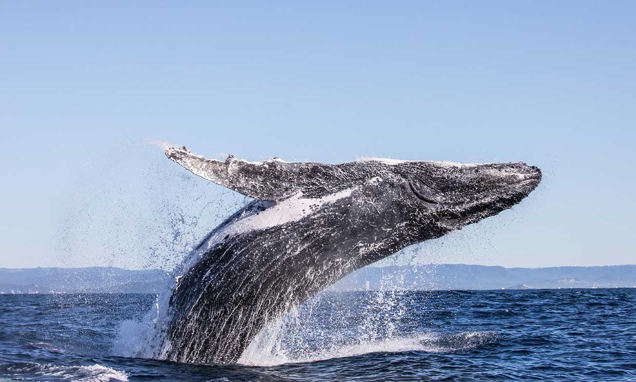 Los mejores lugares del mundo para avistar ballenas