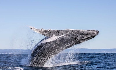 Los mejores lugares del mundo para avistar ballenas