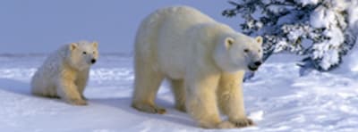 En compañía de... osos polares