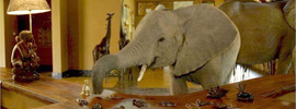 Un elefante en tu habitación