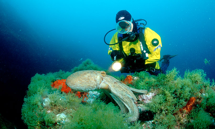 Bucea en las islas Medes entre corales y peces de colores