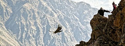 Sigue el vuelo del cóndor en el valle del Colca