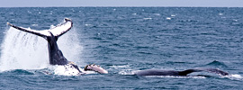 Ballenas de luna de miel en el Caribe