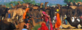 La feria de camellos más grande del mundo