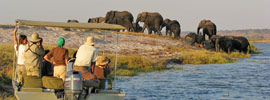 Un safari fotográfico en Chobe