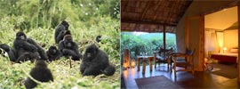 El último refugio de los gorilas