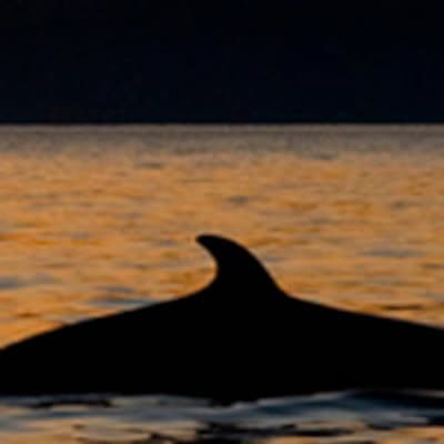 Quebec, un viaje por la carretera de las ballenas
