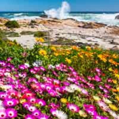 Costa Oeste de Sudáfrica, en clave floral