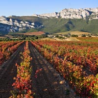 Un viaje por los mejores paisajes del vino del mundo