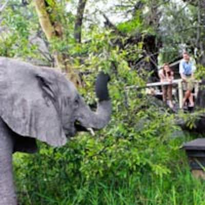 Por la sabana de Botswana a lomos de un elefante