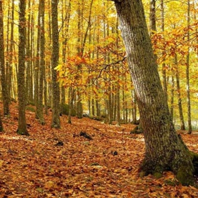 El Castañar de El Tiemblo, el mejor bosque de otoño