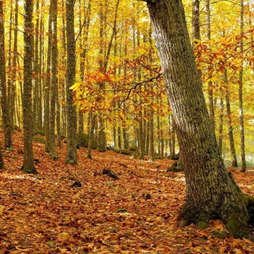 El Castañar de El Tiemblo, el mejor bosque de otoño