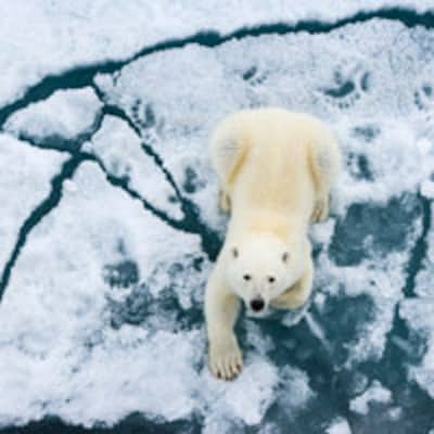 Aventura entre hielo y osos polares en las islas Svalbard