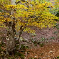 El Faedo de Ciñera, un bosque 5 estrellas para este fin de semana otoñal 