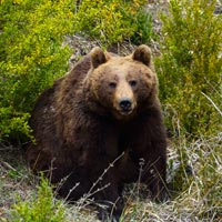 Un fin de semana familiar jugando con osos en Cuenca